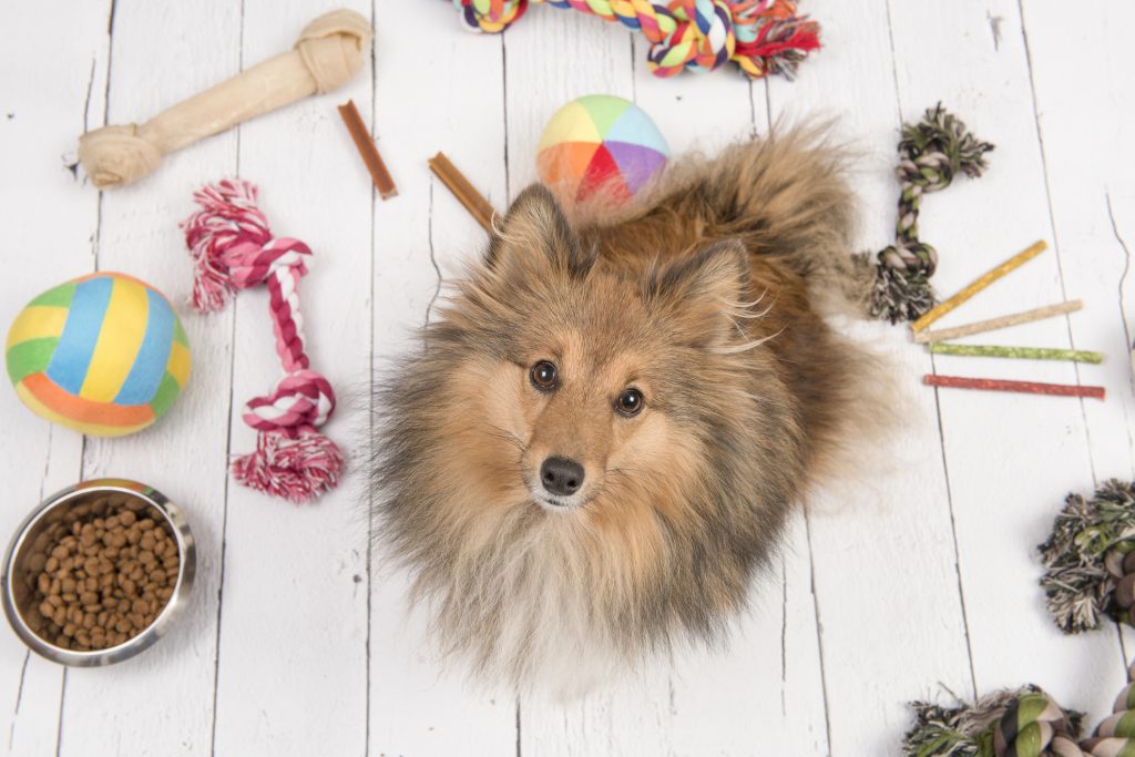 Reasons Why Dogs Hoard Things Away