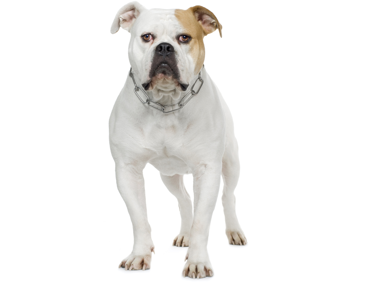 American Bulldog (4 years) in front of a white background 