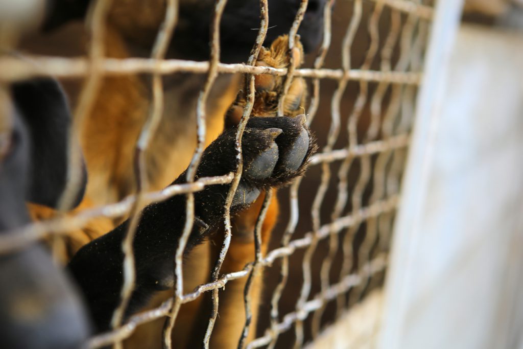 Vet who Aided Illegal Puppy Trade Scam Avoids Prison