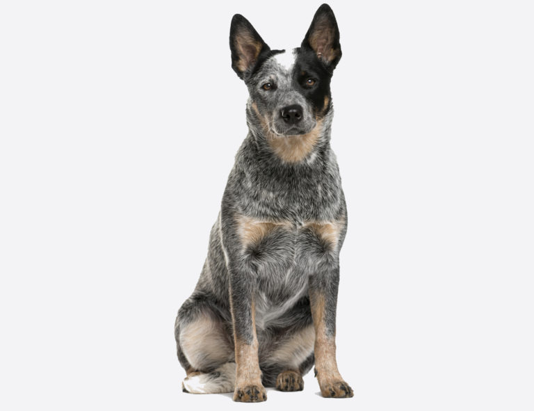 Australian Cattle Dog