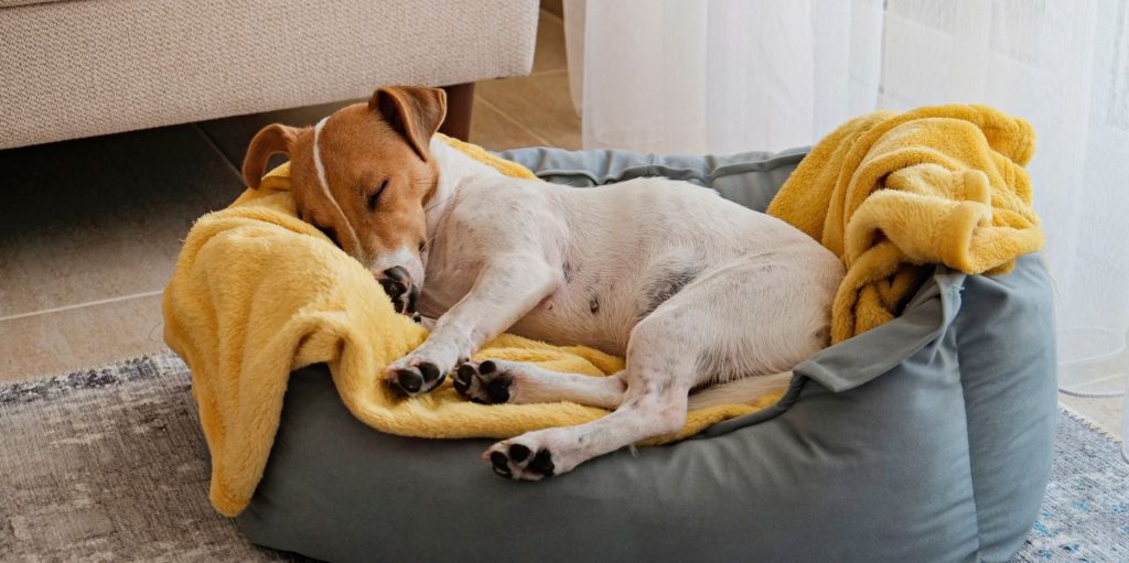 Dog beds, bedding and furniture