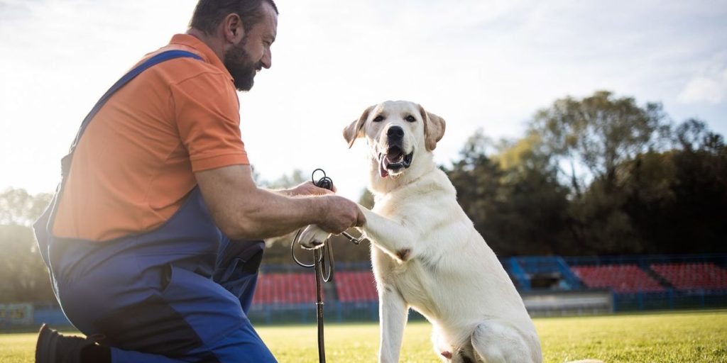 training and behaviour aids