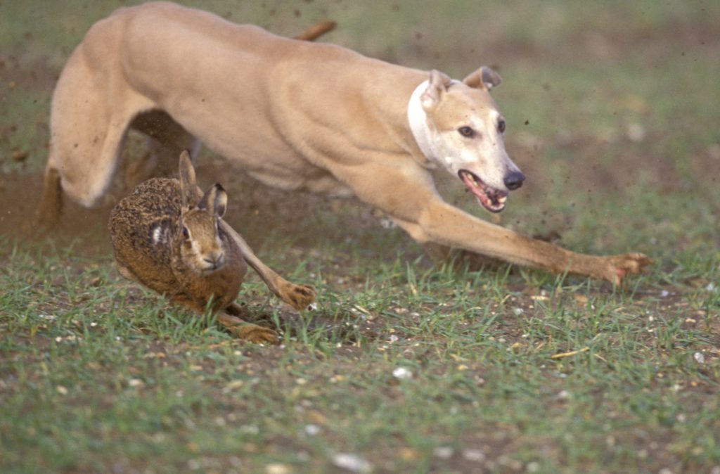 Lincolnshire Police Combatting Hare Coursing