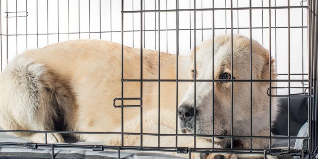 Dog Cages, Houses and Pens