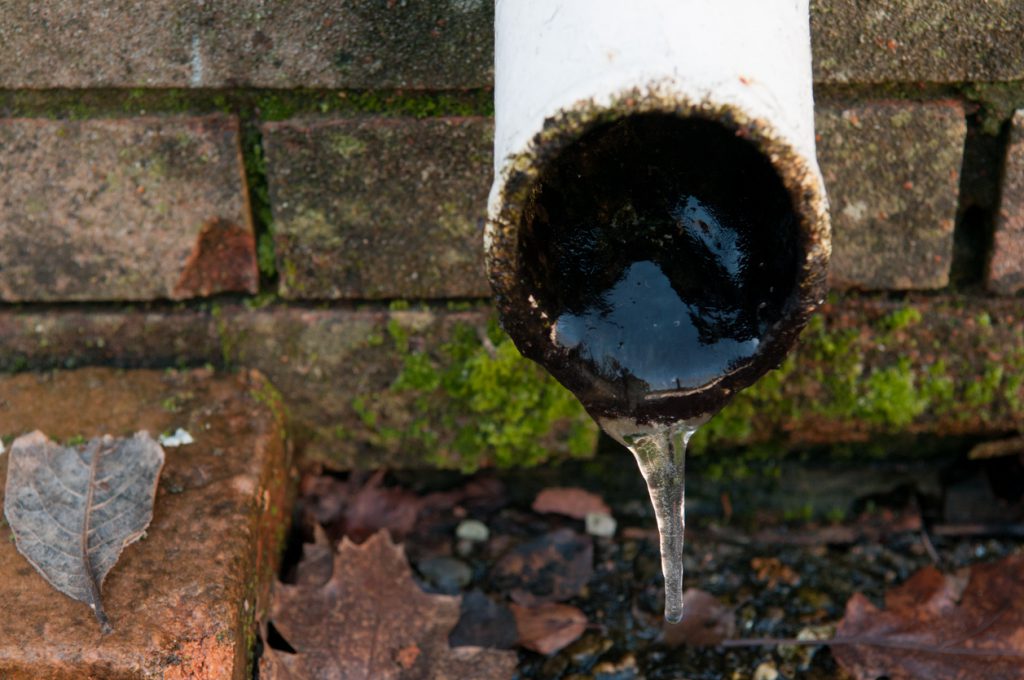 Dog Appointed to Sniff out Leaks and Broken Pipes