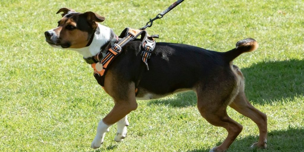 Dog collars, harnesses and leads