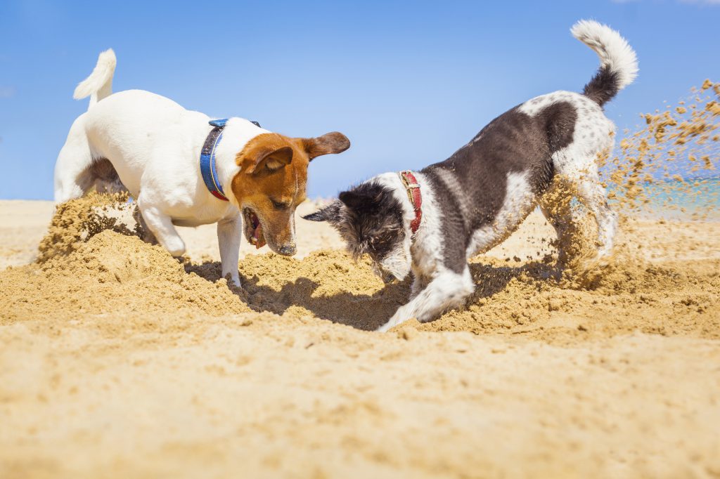 How to Keep Your dog Cool This Summer