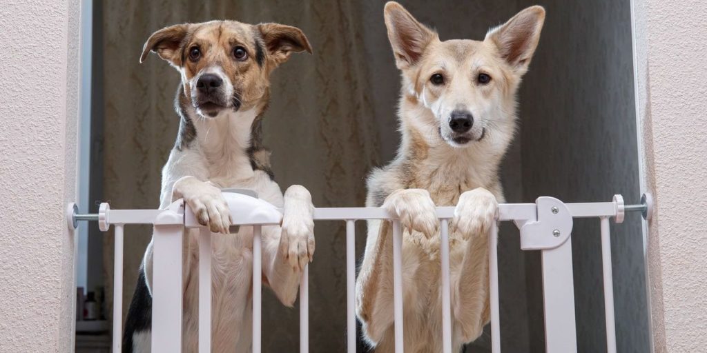 Dog Doors, Gates & Ramps