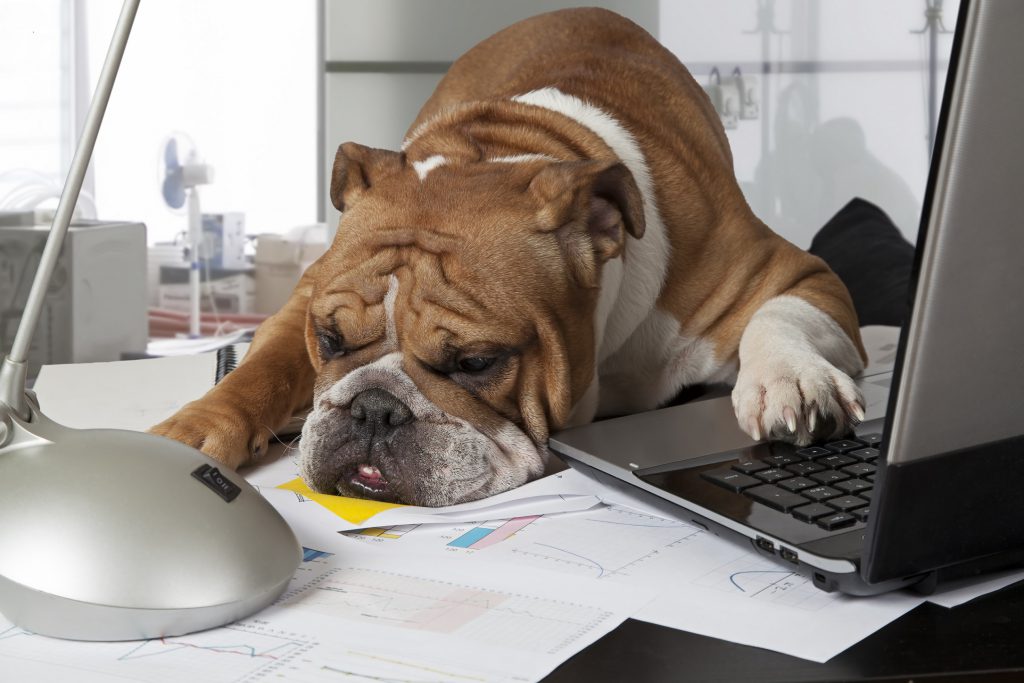 The Rising Trend of Pets in the Workplace