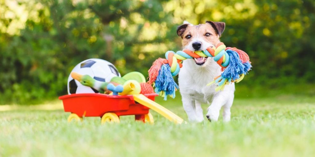 Dog Toys