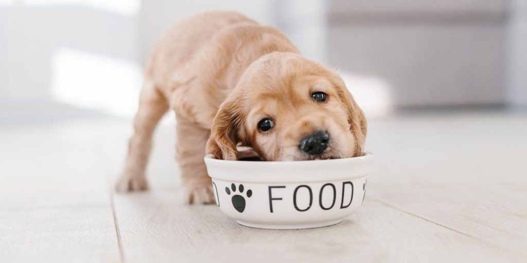 Dog food and watering supplies