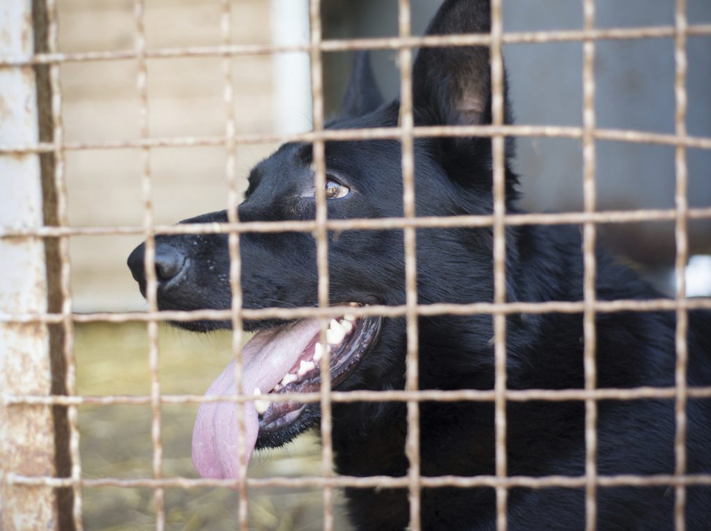 Dog Rescue Centre Condemned by Volunteers