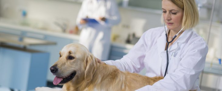 A dog at visiting the vet