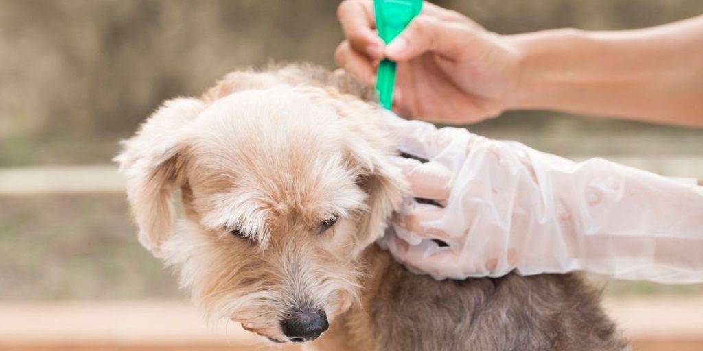 Dog flea and tick control