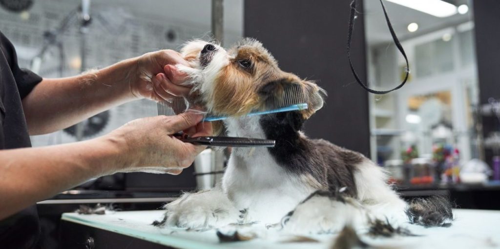 Dog Grooming