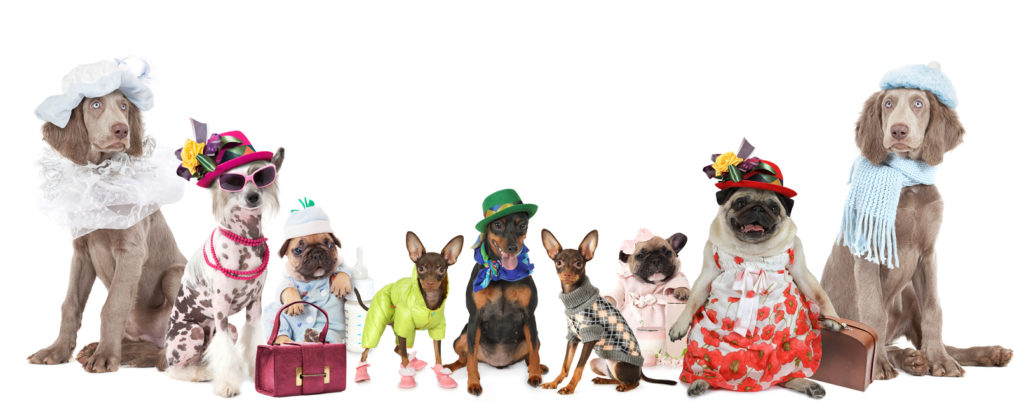 Dog Clothes and Accessories