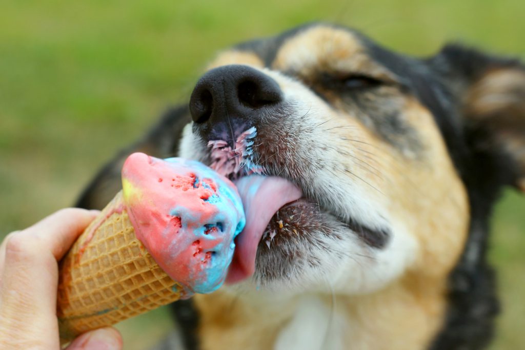 BBQ Foods That You Should Never Feed to Your Dog