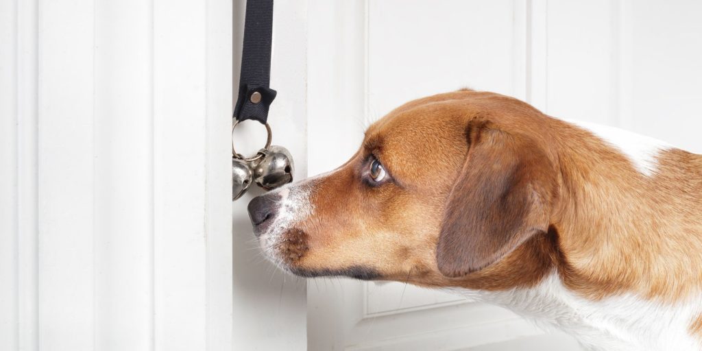 Litter and House-training