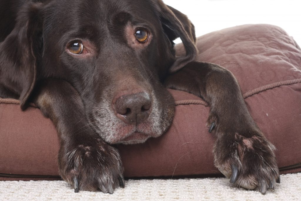 Britain’s First Hospice for Dogs has been Launched
