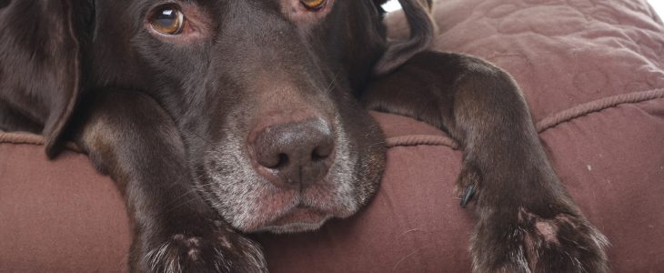 Dog worms can make an unhealthy dog