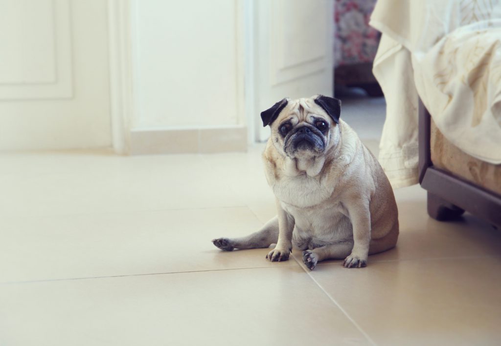 Improving the Health of Flat-Faced Dogs