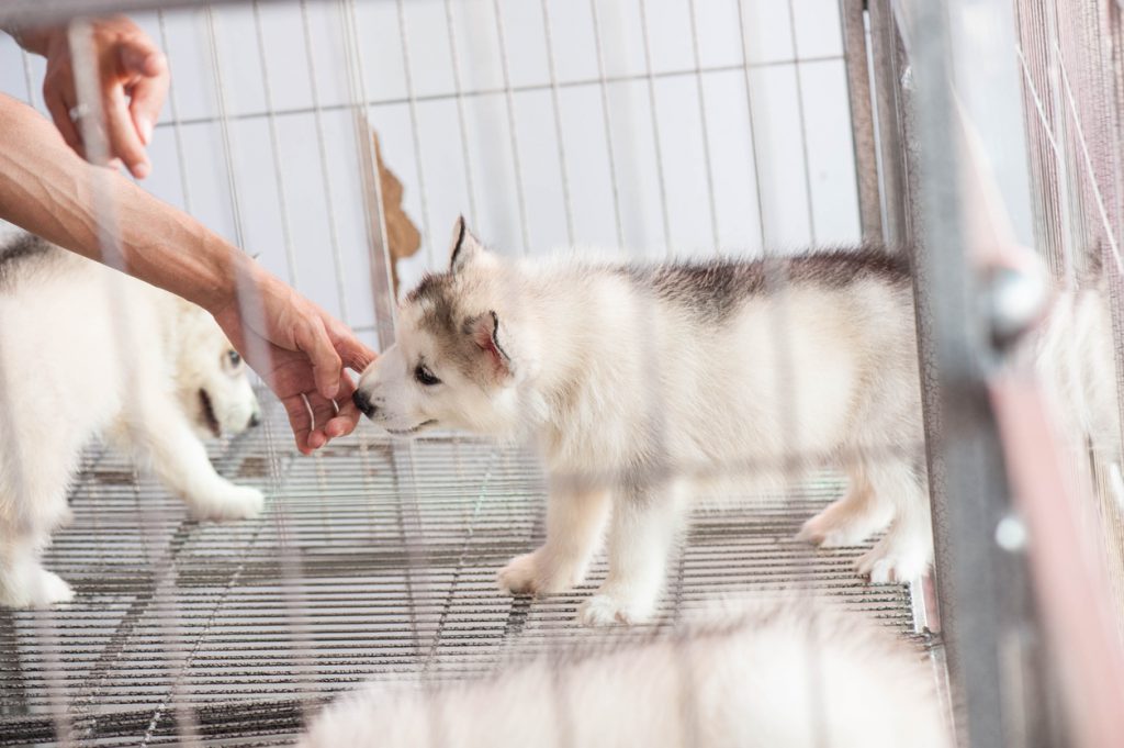 Why Does the New Legislation for Pet Shops Matter?