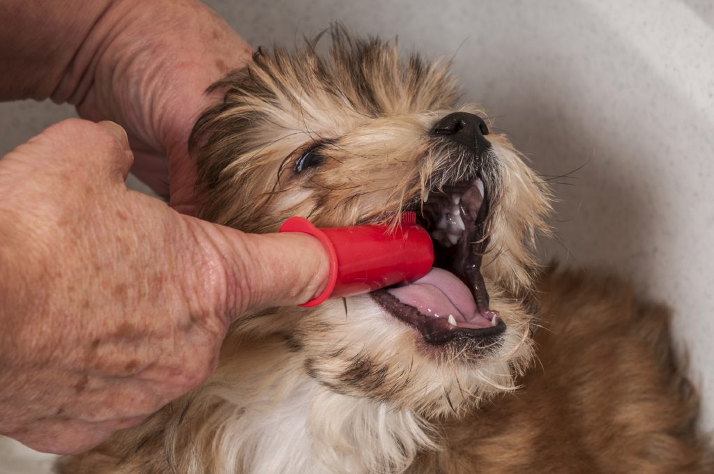 Dog's teeth care