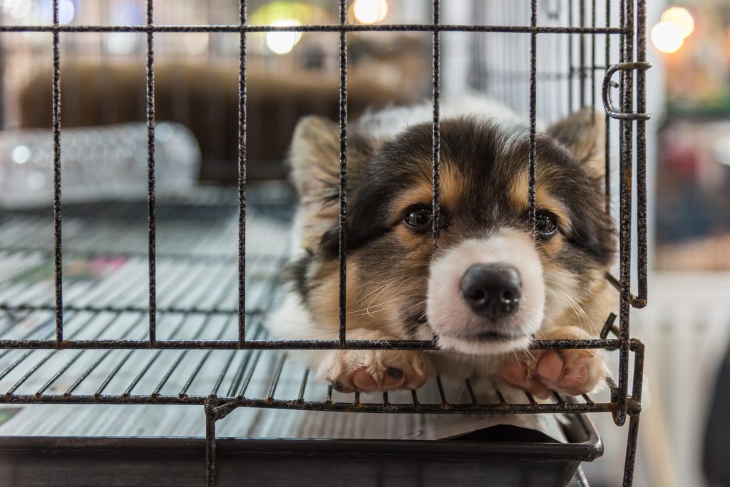 Government Incentive Bans the Sale of Puppies in Pet Shops