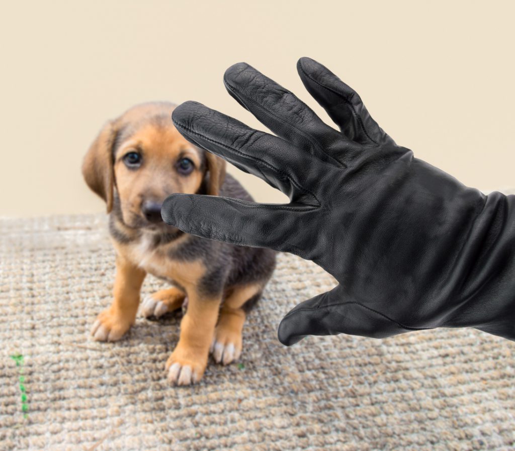 Designer Dogs Lead to a Rise in Dog Thefts