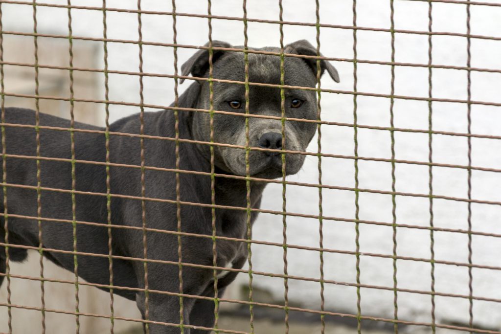 Charities Urge Repeal of the Dangerous Dog Ban