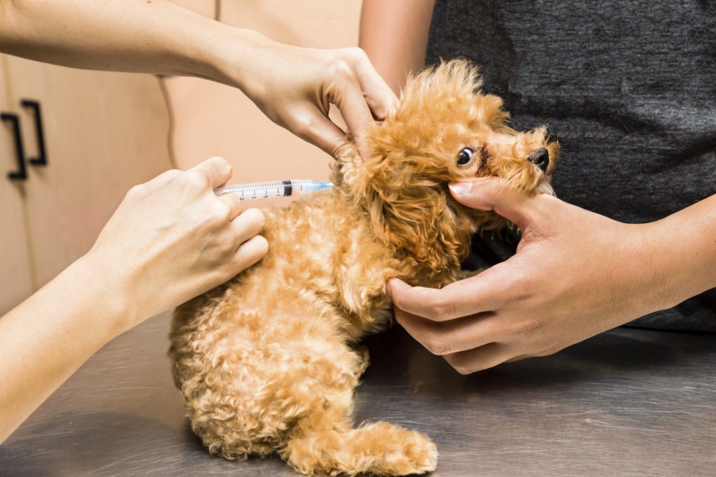A dog getting a vaccination