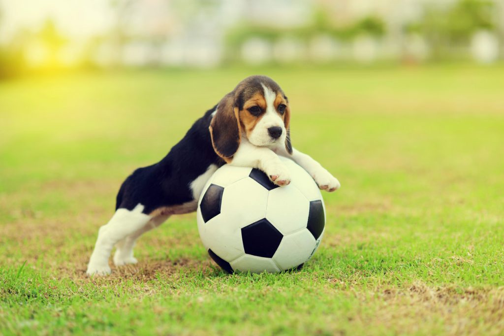 Puppy Football Live Stream Set to Help With World Cup Stress