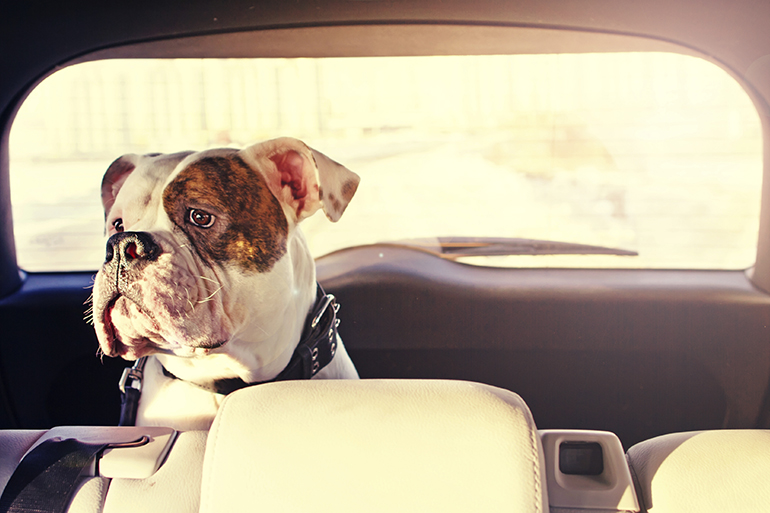 RSPCA issues reminder not to leave dogs in cars as temperatures soar