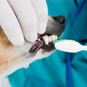 dog dental care products