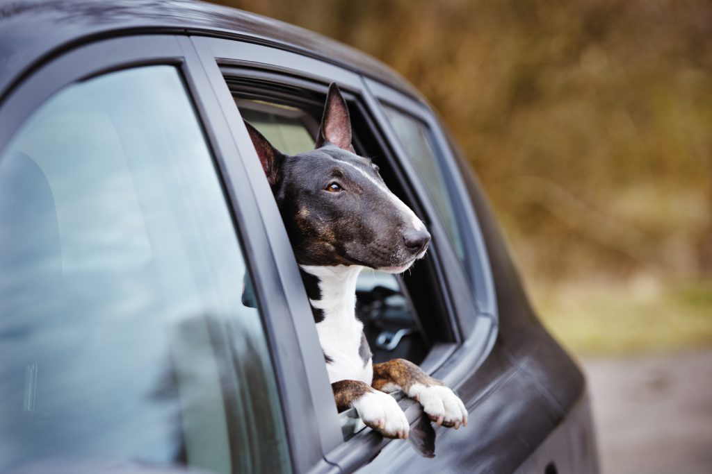 Don’t Leave Your Dog in a Hot Car This Summer
