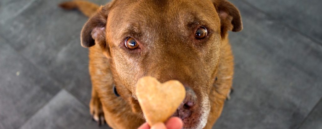 dog treats