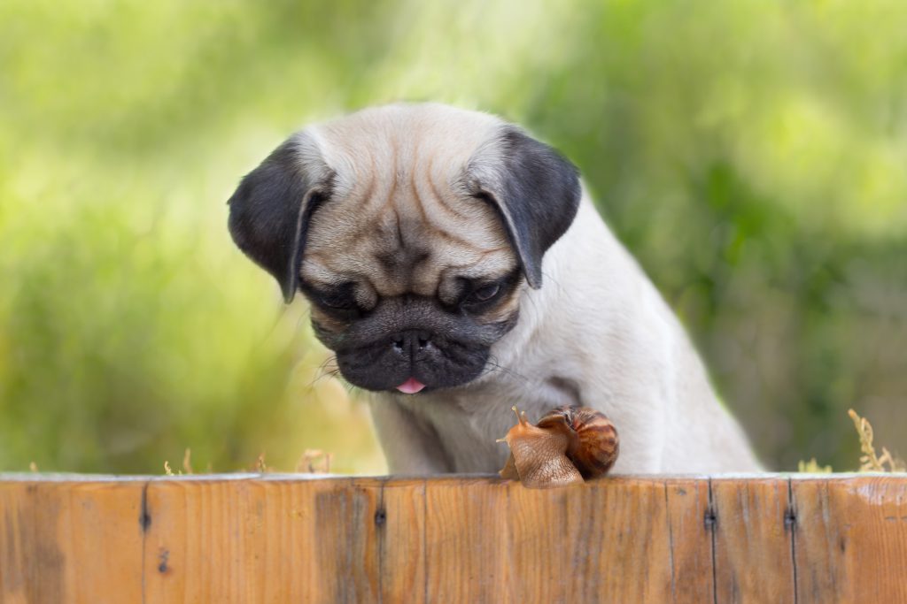 7 Dog Breeds with The Most Health Issues