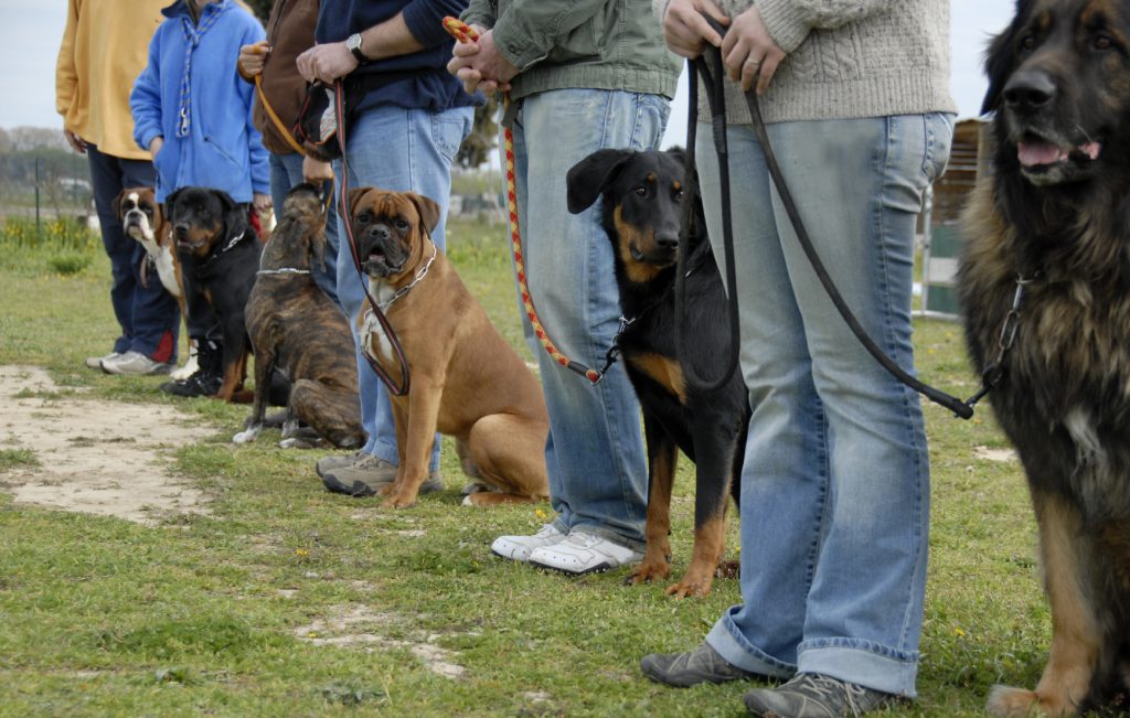 Detector dogs fail to find Class A drugs but find plenty of cheese and sausage