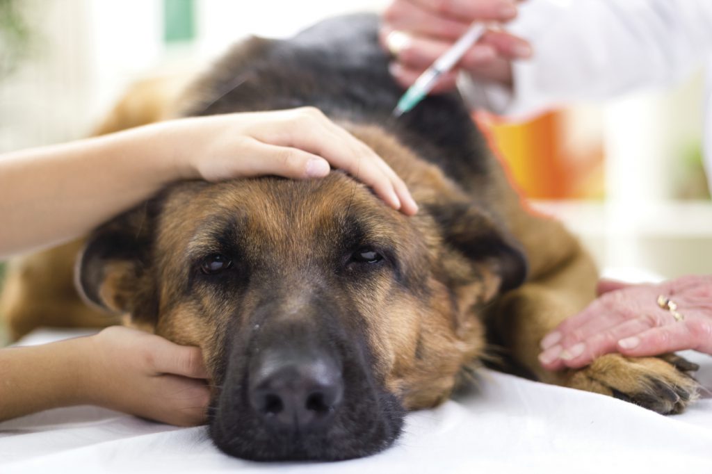 Important Information About Dog Flu Owners Need to Know